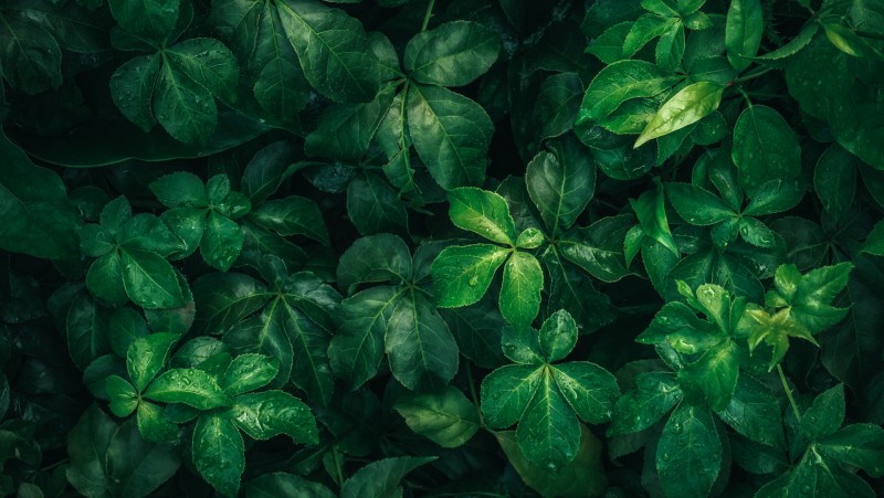 Введите название темы 